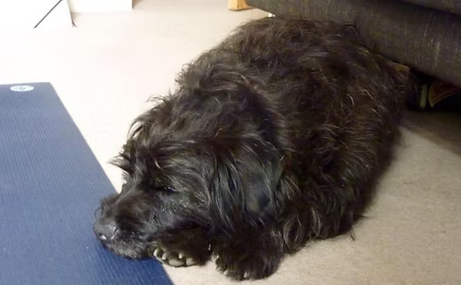 Pablo the family dog relaxing on a yoga mat at home during an online class
